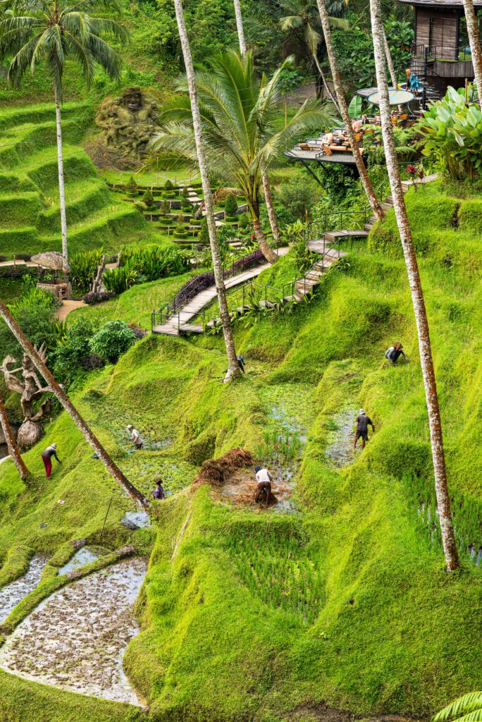Ruộng Bậc Thang Tegalalang